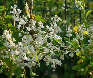 rdesno -Polygonum baldschuanicum