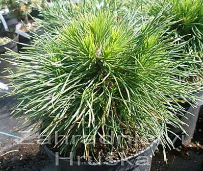 Borovice - Pinus mugo 'Varela'.