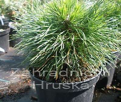 Borovice - Pinus mugo 'Varela'.