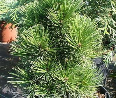 Borovice - Pinus leucodermis 'Schmidtii'..