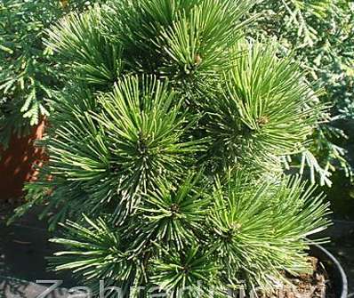 Borovice - Pinus leucodermis 'Schmidtii'..