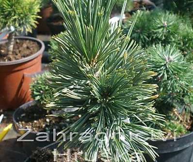 Borovice - Pinus albicaulis
