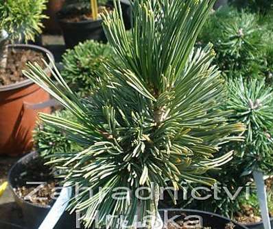 Borovice - Pinus albicaulis