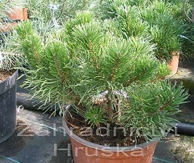 Borovice - Pinus mugo 'Pumilio'.