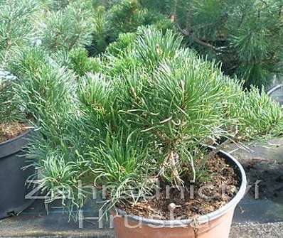 Borovice - Pinus mugo 'Pumilio'.