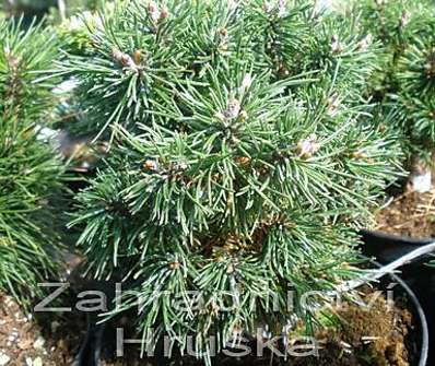 Borovice - Pinus uncinata 'Kamila'.