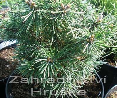 Borovice - Pinus uncinata 'Kamila'.