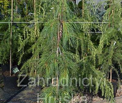 Borovice - Pinus strobus 'Pendula'.