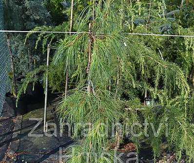 Borovice - Pinus strobus 'Pendula'.