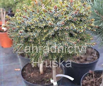 smrk - Picea omorika 'Treplicensis' KM