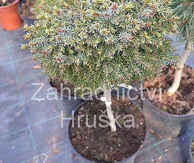 smrk - Picea omorika 'Treplicensis' KM