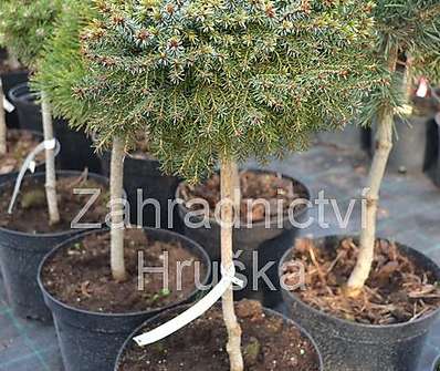 smrk - Picea omorika 'Treplicensis' KM