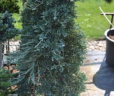 jalovec - Juniperus horizontalis 'Icee Blue'..KM