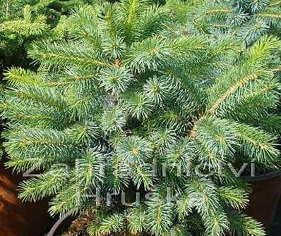 smrk - Picea sitchensis 'Midget'