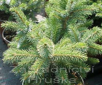 smrk - Picea sitchensis 'Midget'