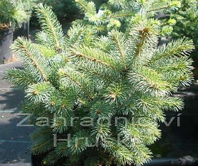smrk - Picea sitchensis 'Midget'