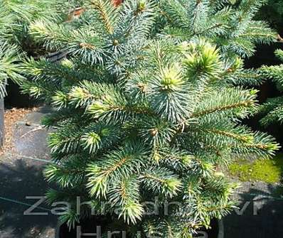 smrk - Picea sitchensis 'Midget'