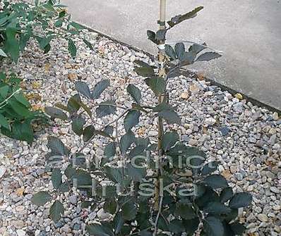 buk - Fagus sylvatica 'Purpurea Pendula'.