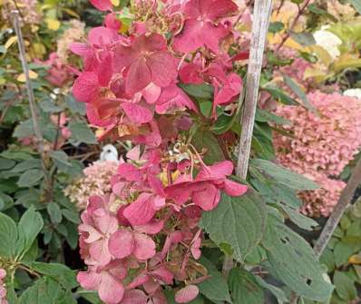hortenzie - Hydrangea paniculata 'Diamant Rouge'