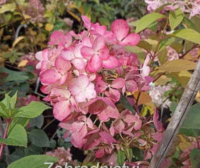 hortenzie - Hydrangea paniculata 'Diamant Rouge'