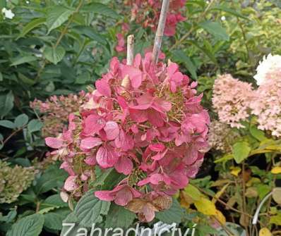 hortenzie - Hydrangea paniculata 'Diamant Rouge'