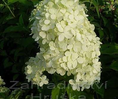 hortenzie - Hydrangea paniculata 'Limelight'