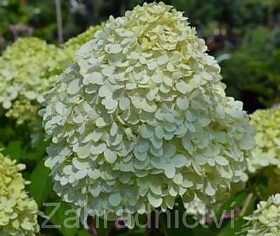hortenzie - Hydrangea paniculata 'Limelight'