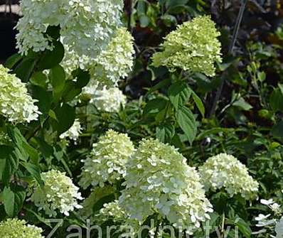 hortenzie - Hydrangea paniculata 'Limelight'