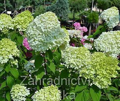 hortenzie - Hydrangea paniculata 'Limelight'