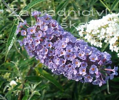 komule - Buddleja davidii 'Nanho Blue'