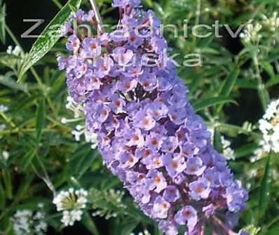 komule - Buddleja davidii 'Nanho Blue'