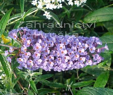 komule - Buddleja davidii 'Nanho Blue'