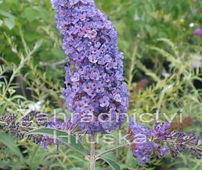 komule - Buddleja davidii 'Nanho Blue'
