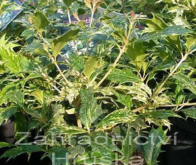 vonokvětka - Osmanthus 'Goshiki'