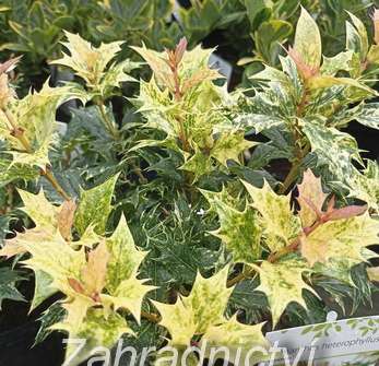 vonokvětka - Osmanthus 'Goshiki'