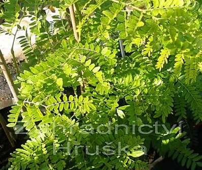 dřezovec - Gleditsia triacanthos 'Sunburst'