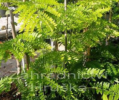 dřezovec - Gleditsia triacanthos 'Sunburst'