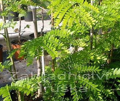 dřezovec - Gleditsia triacanthos 'Sunburst'