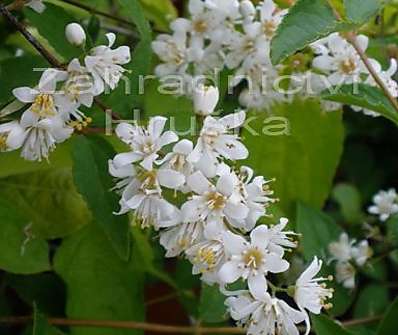 trojpuk - Deutzia 'Dippon'
