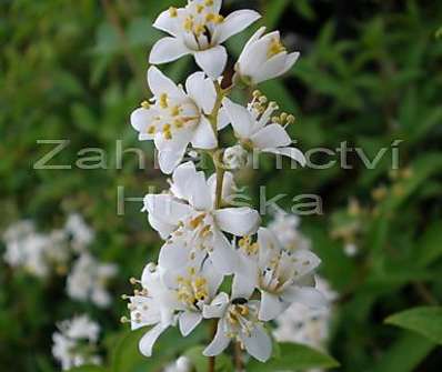 trojpuk - Deutzia 'Dippon'
