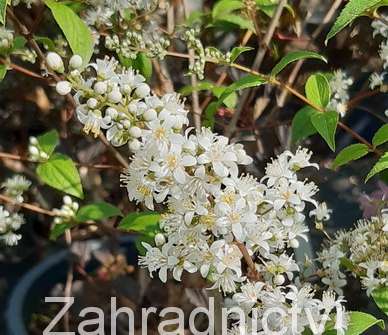trojpuk - Deutzia 'Dippon'