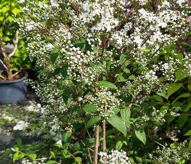 trojpuk - Deutzia 'Dippon'