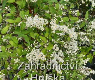 trojpuk - Deutzia 'Dippon'