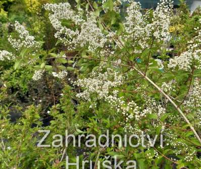 trojpuk - Deutzia 'Dippon'