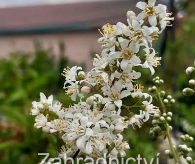 trojpuk - Deutzia 'Dippon'