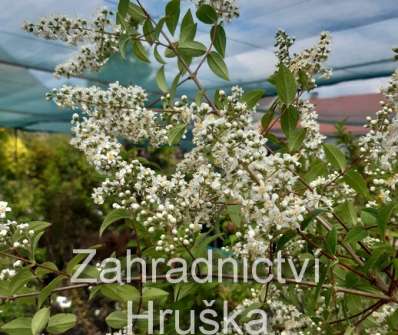 trojpuk - Deutzia 'Dippon'