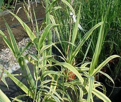 rákos - Arundo donax 'Aureovariegata'
