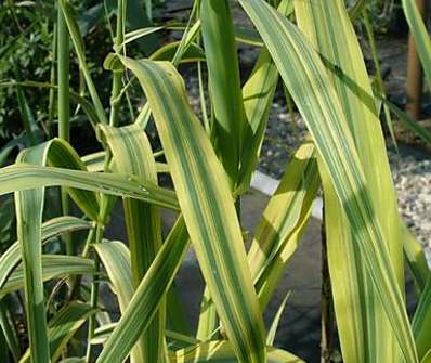 rákos - Arundo donax 'Aureovariegata'