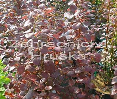 dřišťál - Berberis thunbergii 'Atropurpurea'