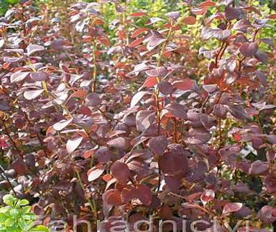 dřišťál - Berberis thunbergii 'Atropurpurea'